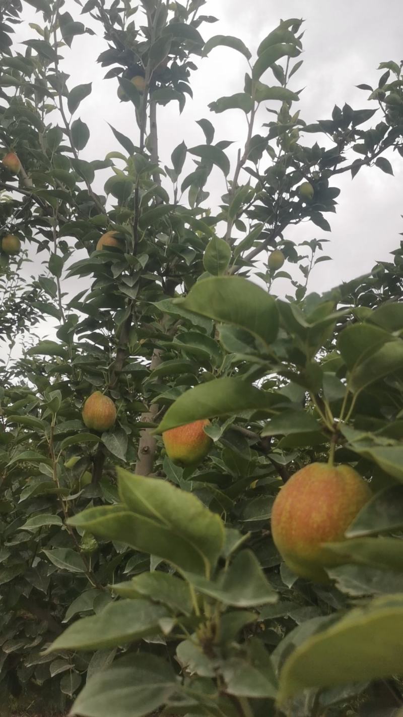 库尔勒红香酥香梨