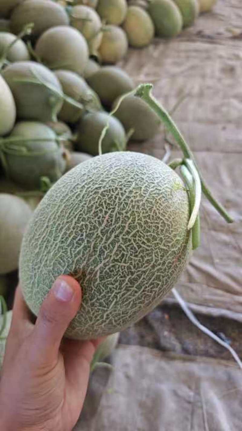 【推荐】甘肃民勤哈密瓜产地精品哈密瓜质量保证实力供货