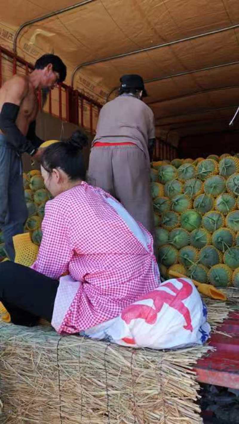 【推荐】甘肃民勤哈密瓜产地精品哈密瓜质量保证实力供货