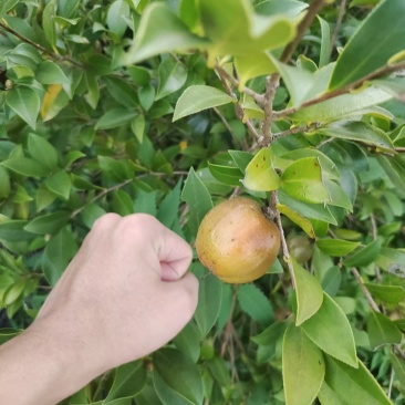 老油茶树