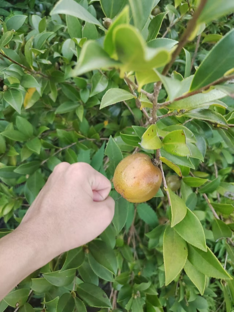 老油茶树