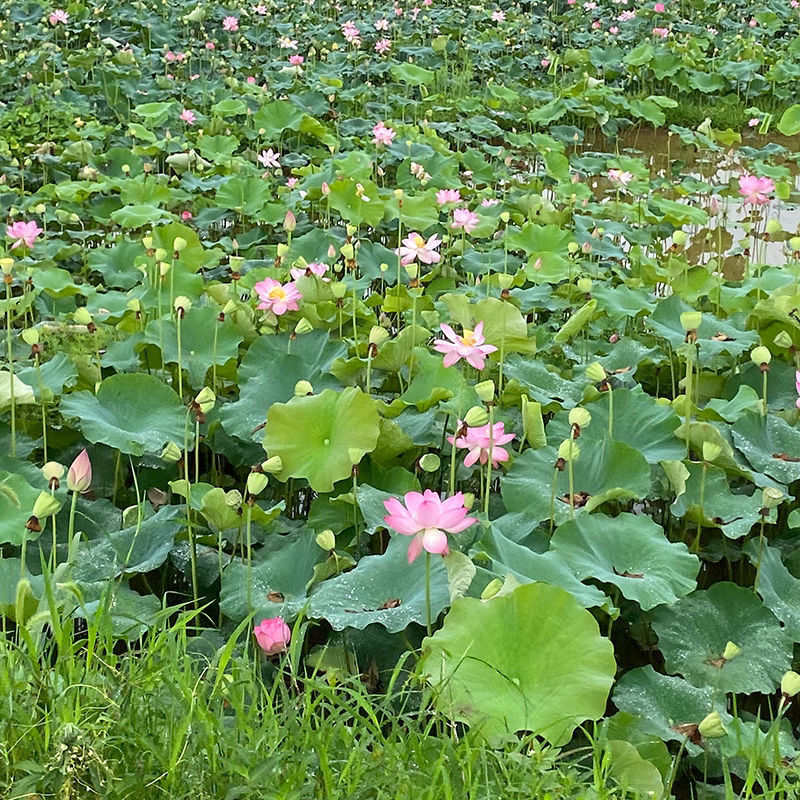 现剥鲜嫩莲子，青莲子。鲜嫩可口，都是当天现摘现剥。