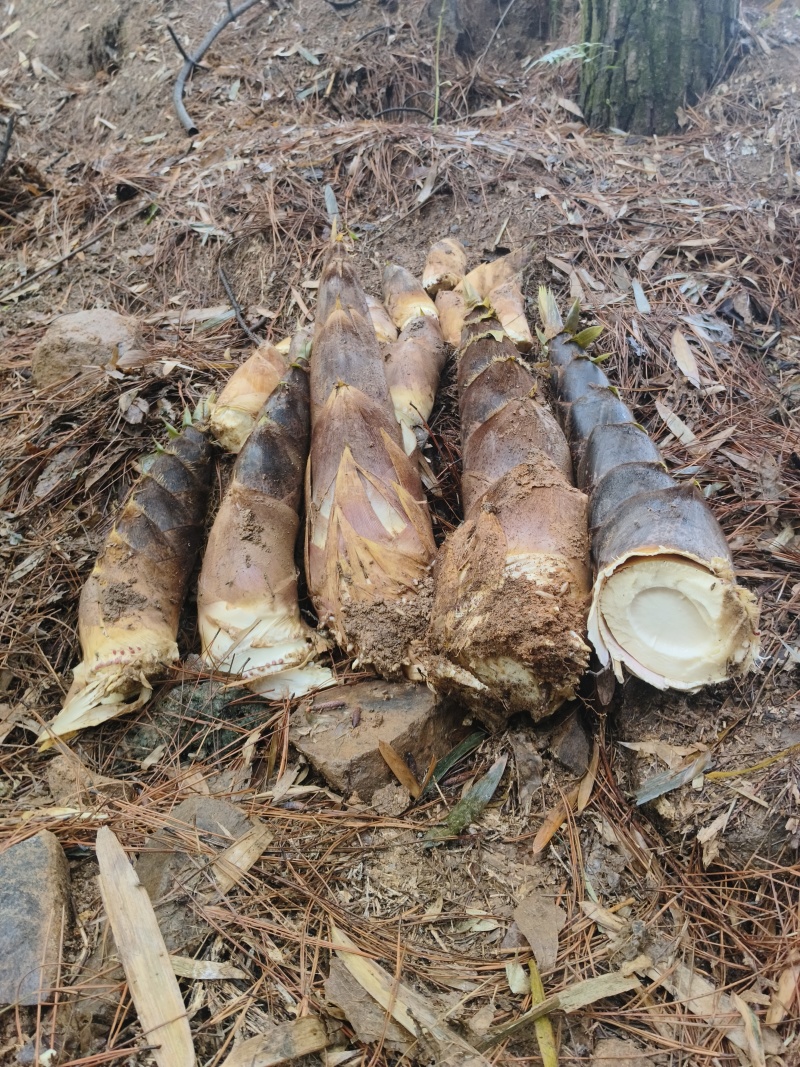 白杨笋干，生长在徽州大山上的竹子，不添加任何防腐剂