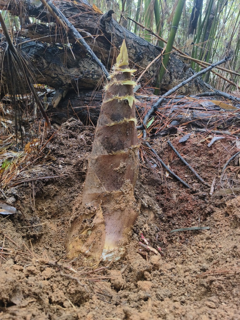 白杨笋干，生长在徽州大山上的竹子，不添加任何防腐剂