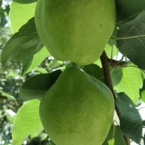 颜色绿不发黄，牛粪种植早酥梨，果面干净，糖度高