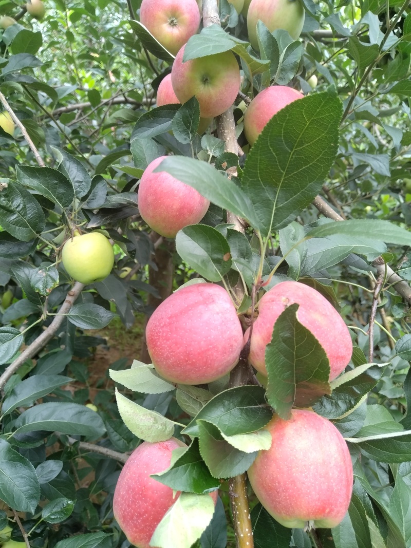 山东泰安市鲁丽苹果