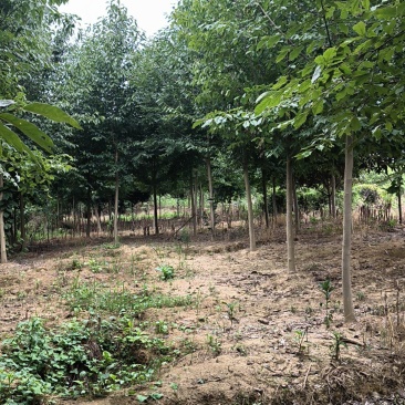 【精品山玉兰】苗圃基地直发,绿化观赏,欢迎来电咨询下单