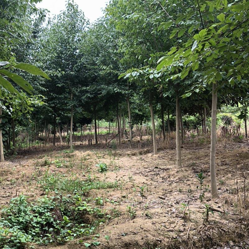 【精品山玉兰】苗圃基地直发，绿化观赏，欢迎来电咨询下单