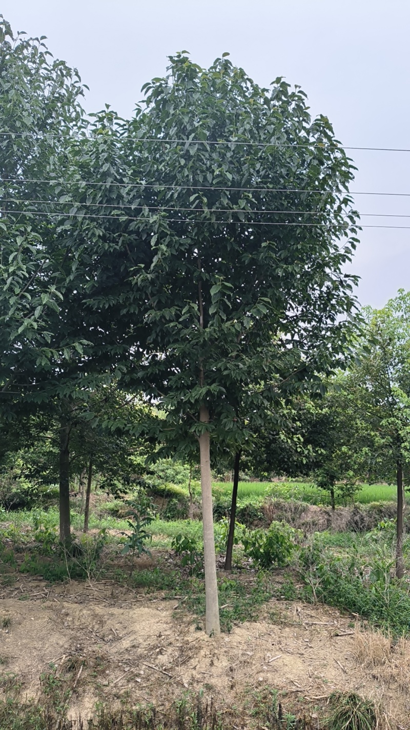 【精品山玉兰】苗圃基地直发，绿化观赏，欢迎来电咨询下单