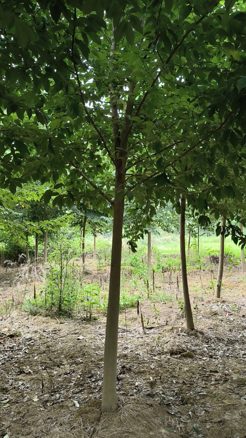 【精品山玉兰】苗圃基地直发，绿化观赏，欢迎来电咨询下单