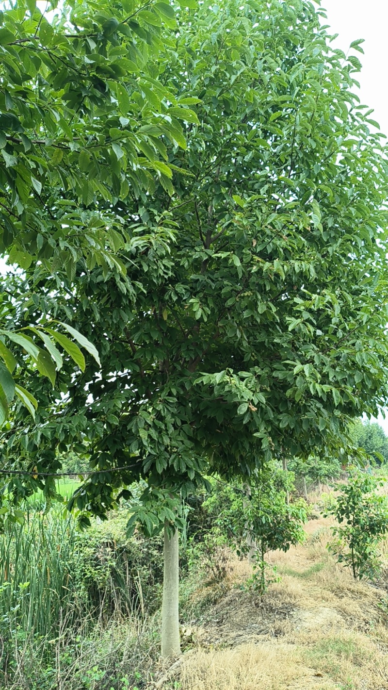 【精品山玉兰】苗圃基地直发，绿化观赏，欢迎来电咨询下单