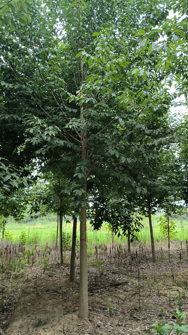 【精品山玉兰】苗圃基地直发，绿化观赏，欢迎来电咨询下单
