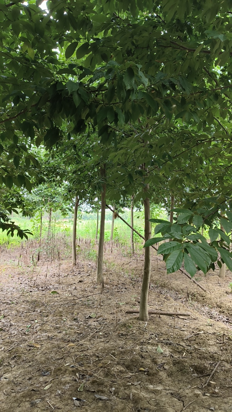 【精品山玉兰】苗圃基地直发，绿化观赏，欢迎来电咨询下单