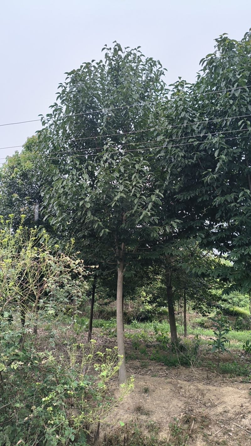 【精品山玉兰】苗圃基地直发，绿化观赏，欢迎来电咨询下单
