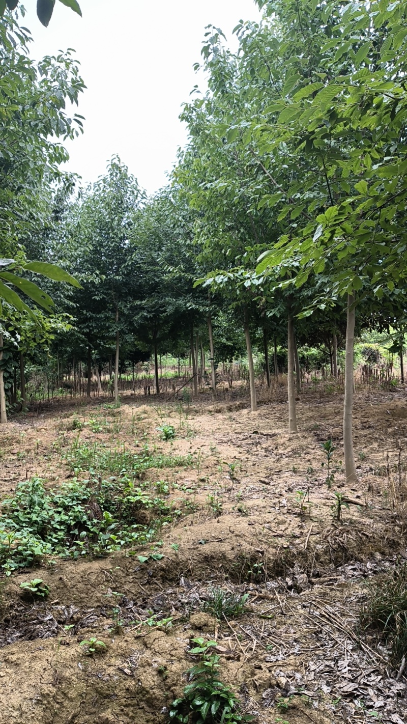 【精品山玉兰】苗圃基地直发，绿化观赏，欢迎来电咨询下单