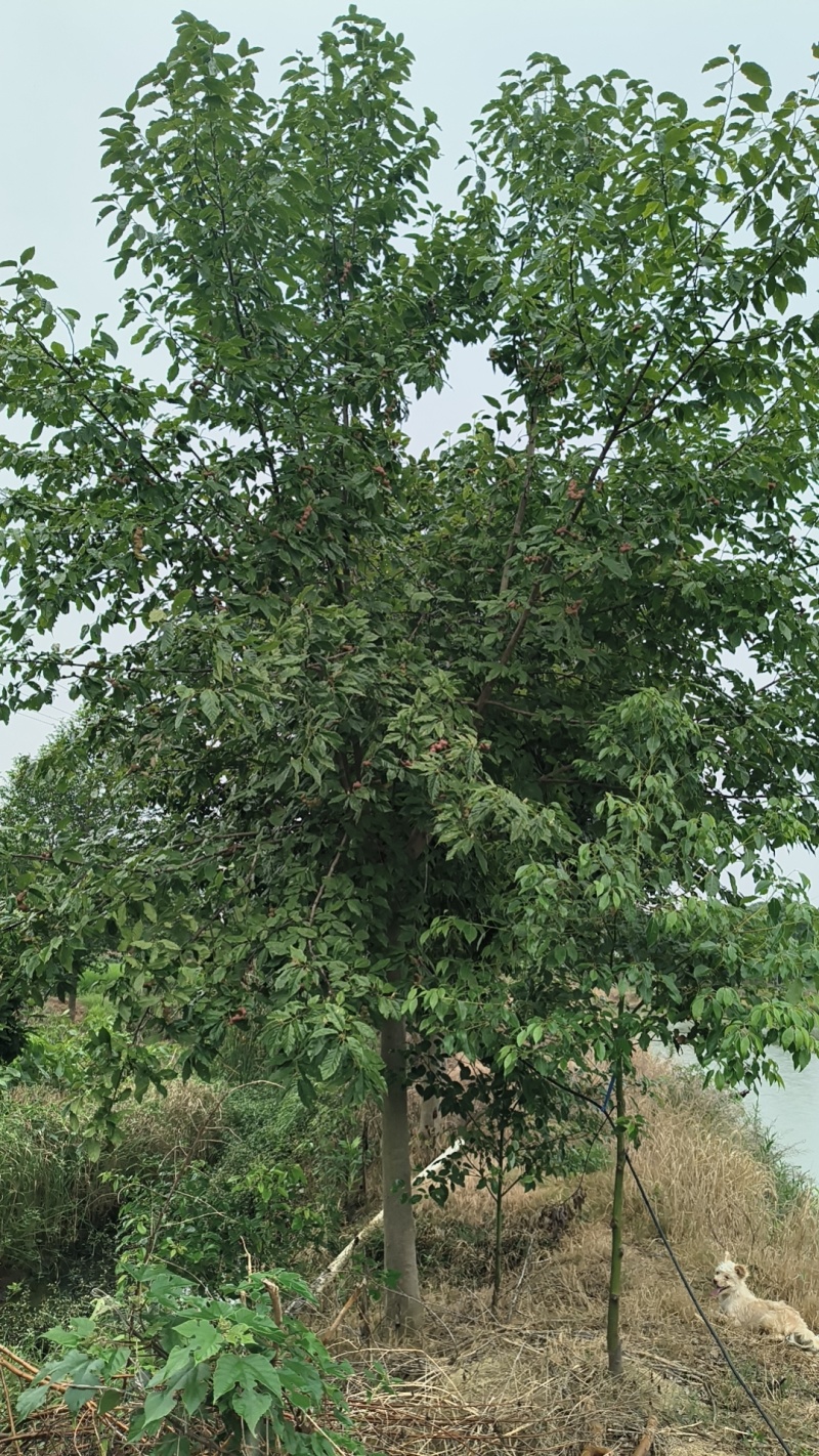 【精品山玉兰】苗圃基地直发，绿化观赏，欢迎来电咨询下单