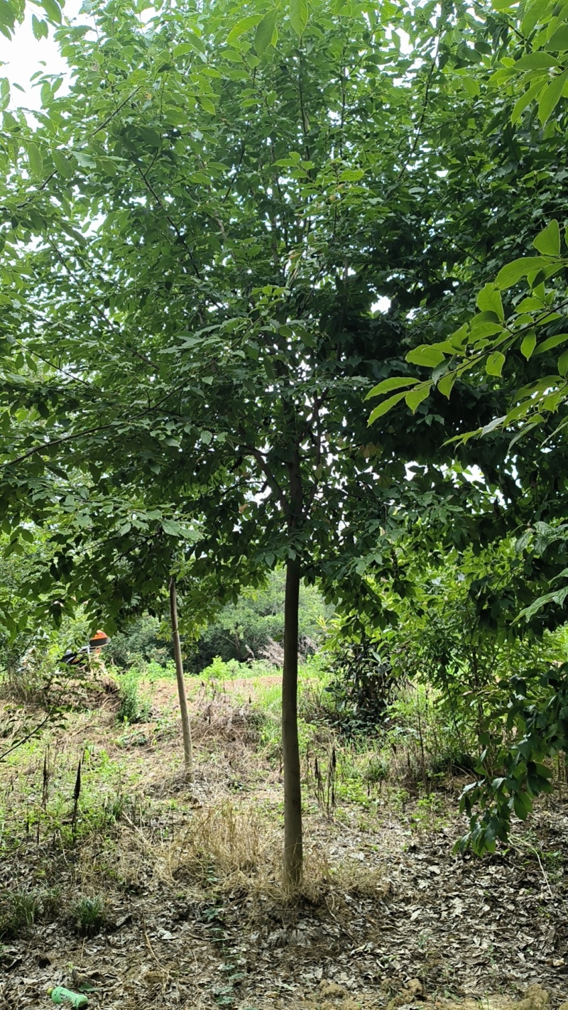 【精品山玉兰】苗圃基地直发，绿化观赏，欢迎来电咨询下单