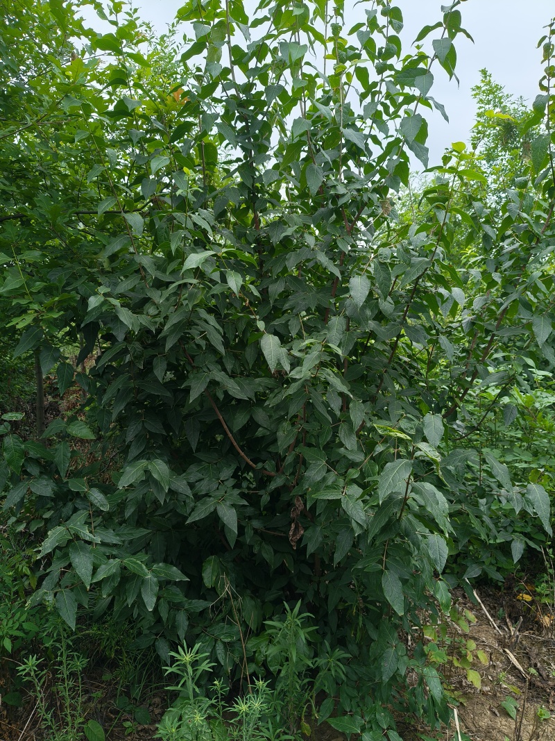 湖北腊梅货源充足量大从优品质保证欢迎咨询
