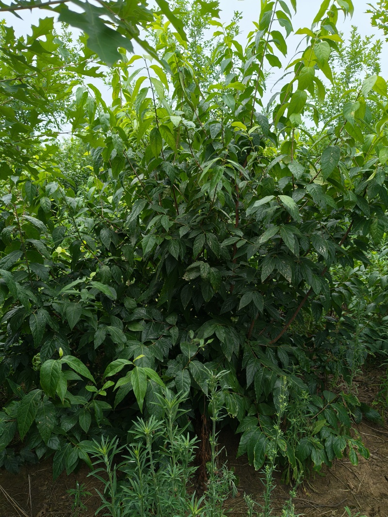 湖北腊梅货源充足量大从优品质保证欢迎咨询