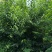 湖北腊梅货源充足量大从优品质保证欢迎咨询