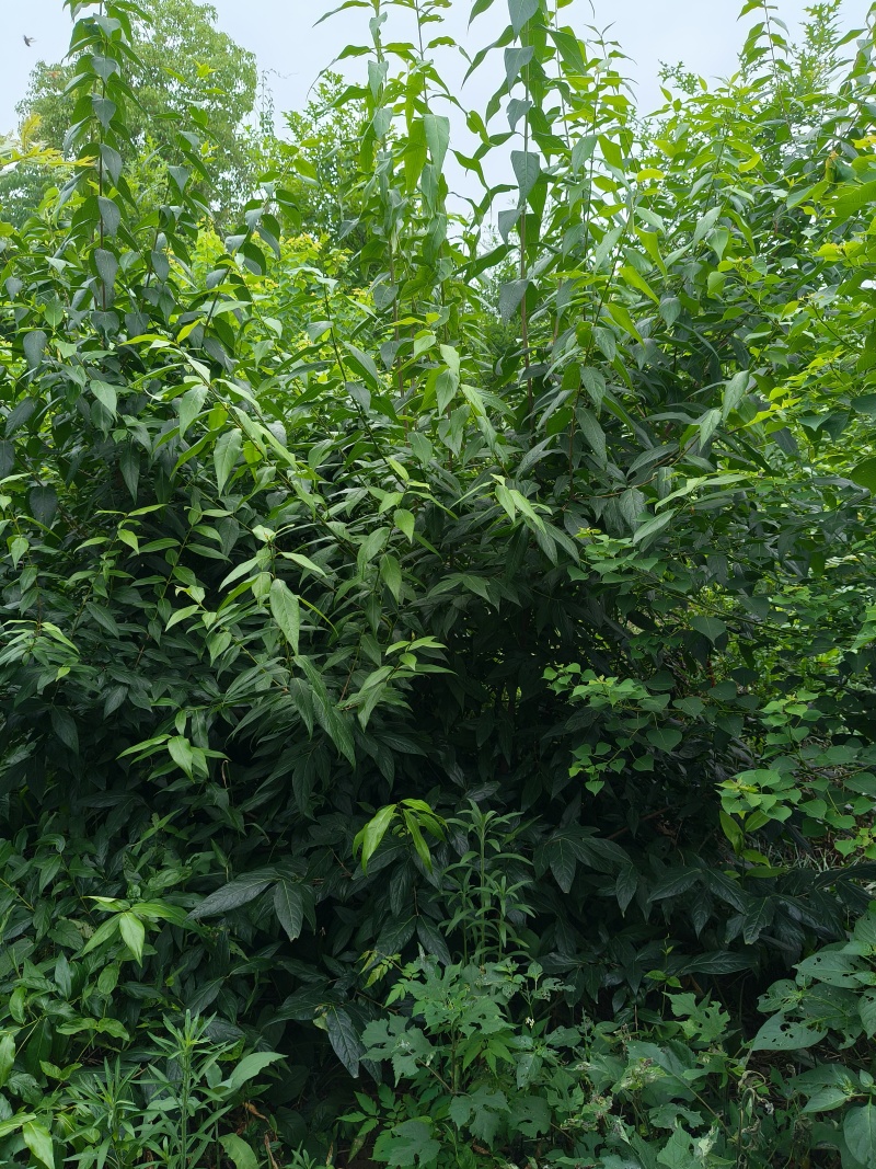 湖北腊梅货源充足量大从优品质保证欢迎咨询