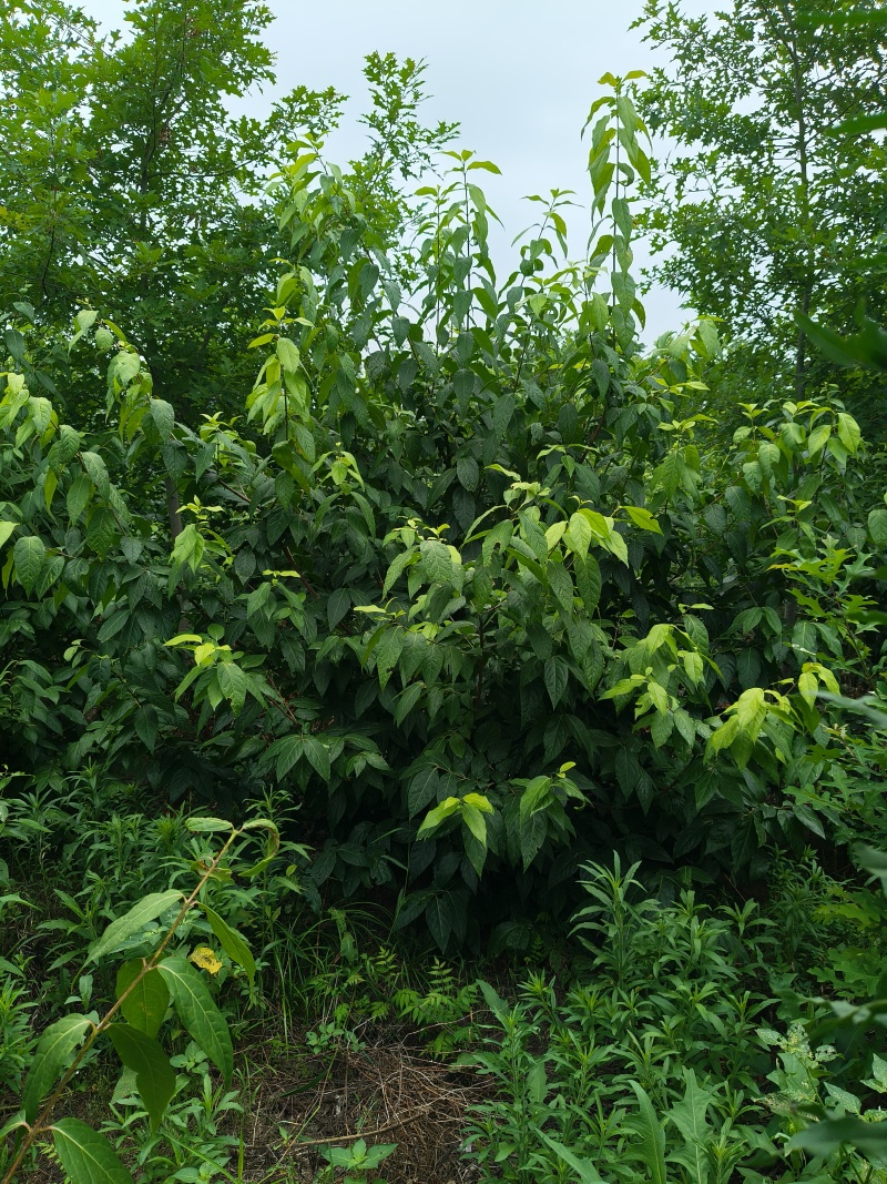 湖北腊梅货源充足量大从优品质保证欢迎咨询