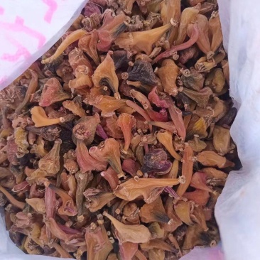 种植冰球子