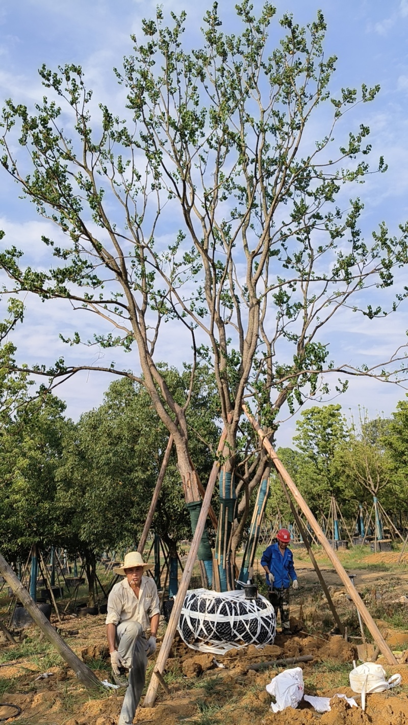 容器单杆，丛生乌桕，各种规格，各种质量，以质论价