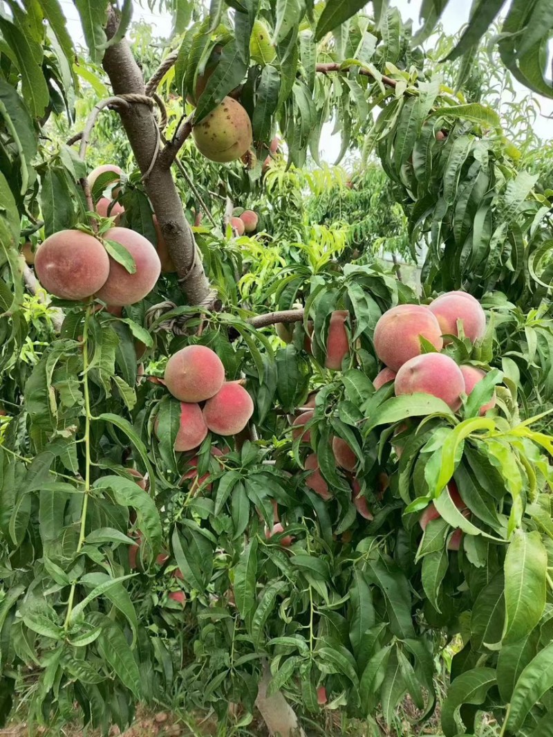 离核迎秋蜜全红蜜产地直发供应全国