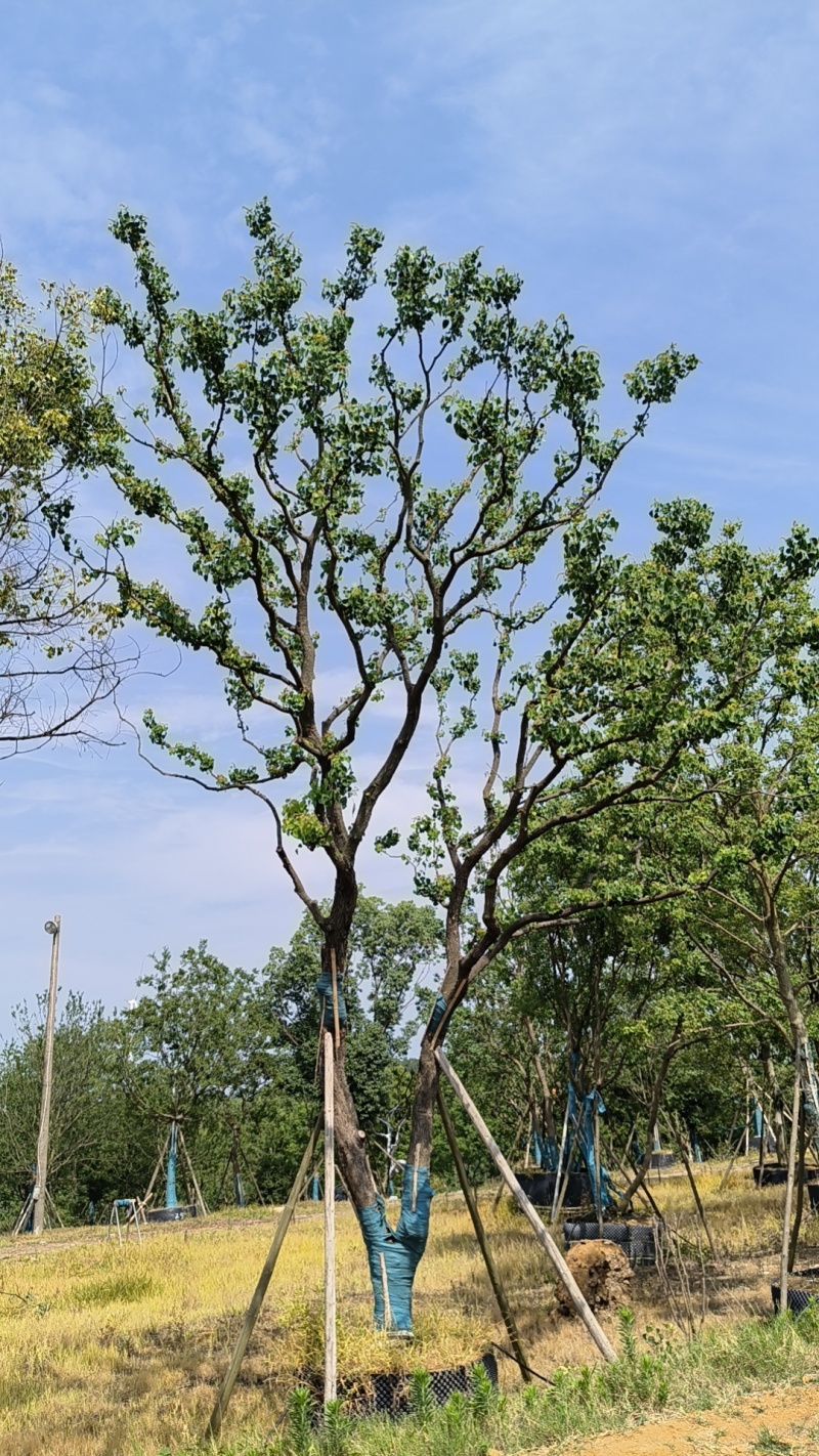 容器单杆，丛生乌桕，各种规格，各种质量，以质论价