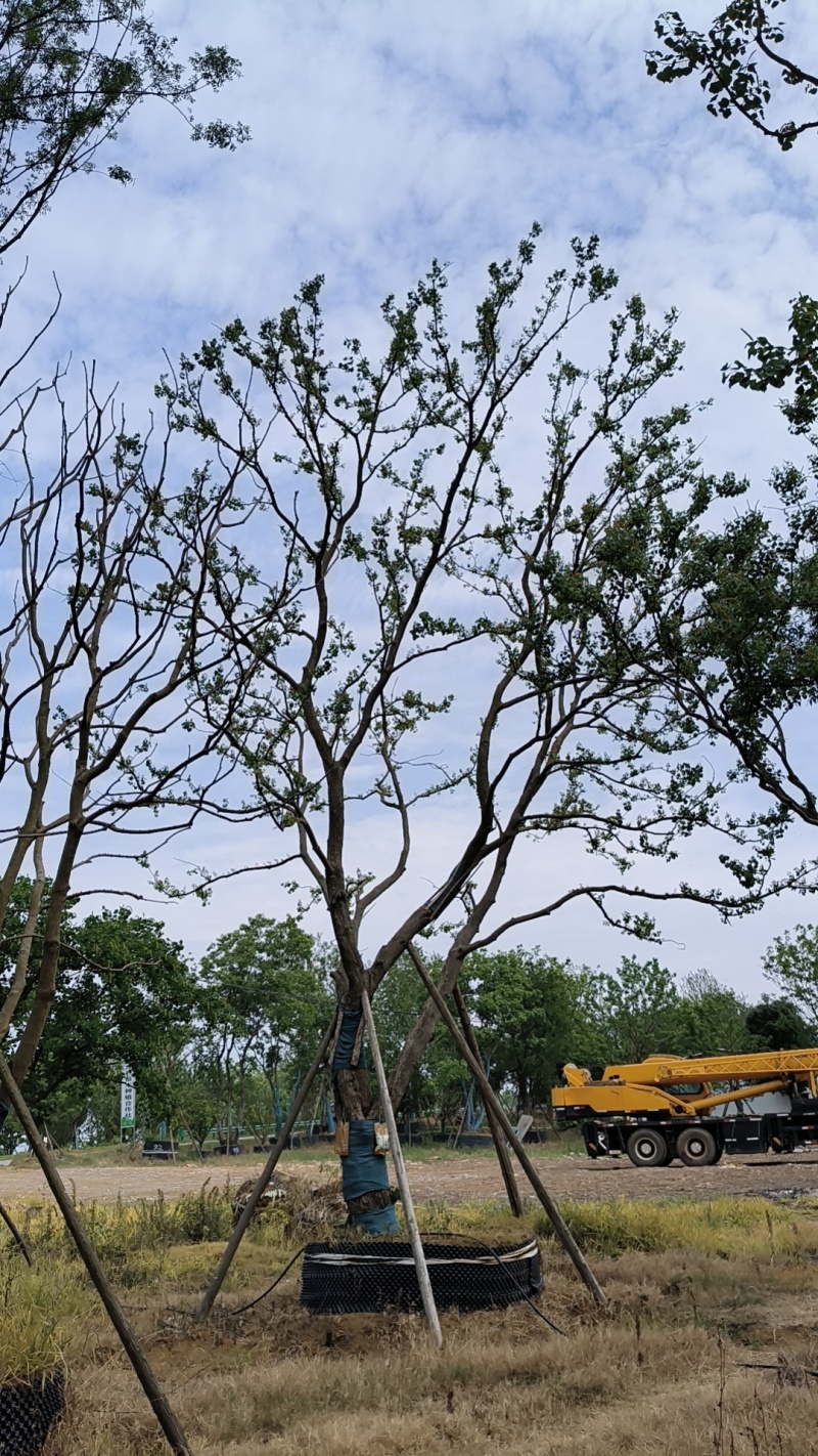 容器单杆，丛生乌桕，各种规格，各种质量，以质论价