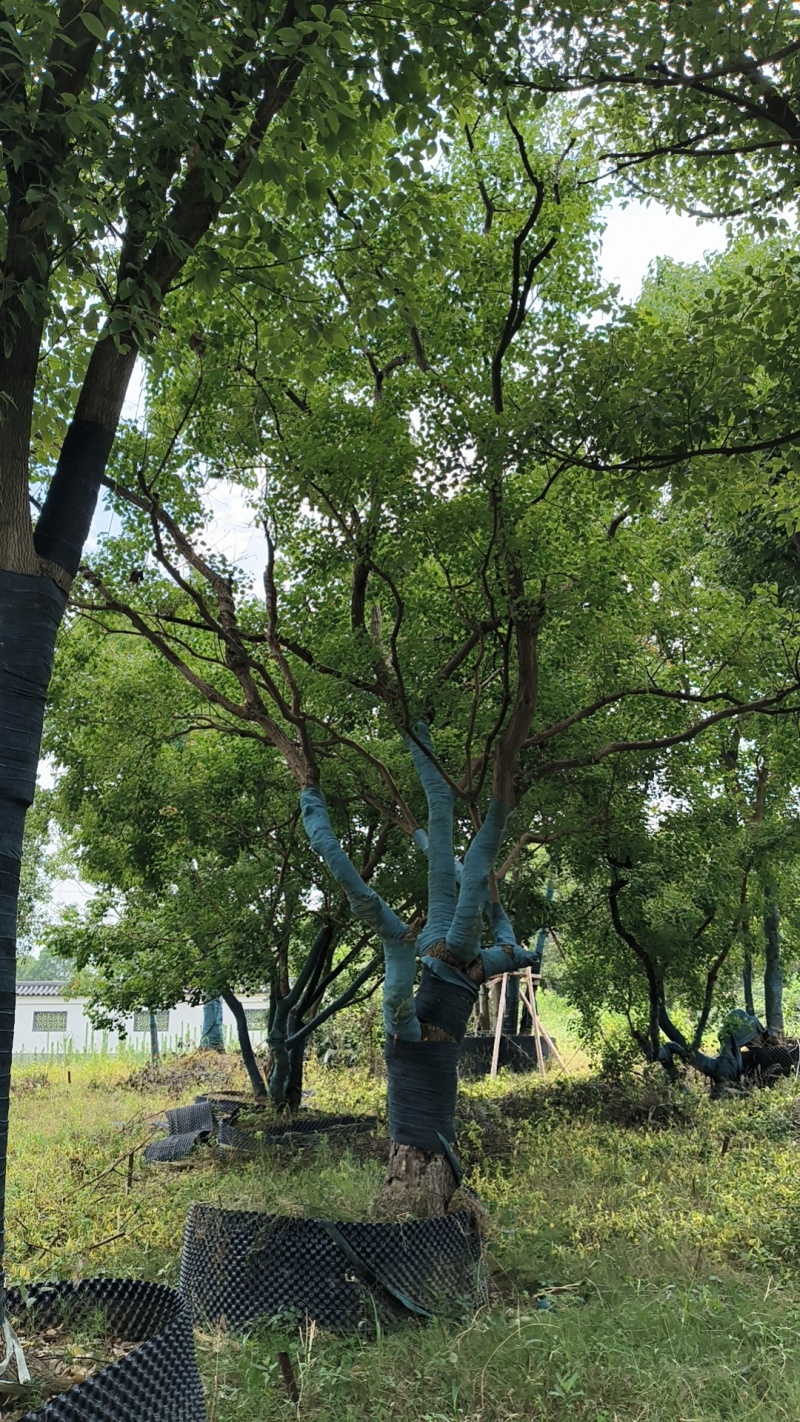容器单杆，丛生乌桕，各种规格，各种质量，以质论价