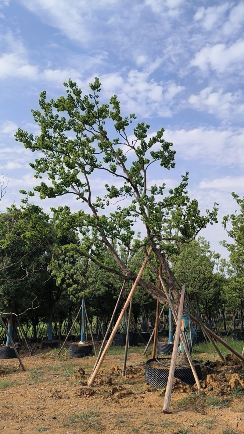 容器单杆，丛生乌桕，各种规格，各种质量，以质论价