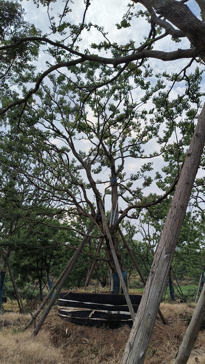 容器单杆，丛生乌桕，各种规格，各种质量，以质论价