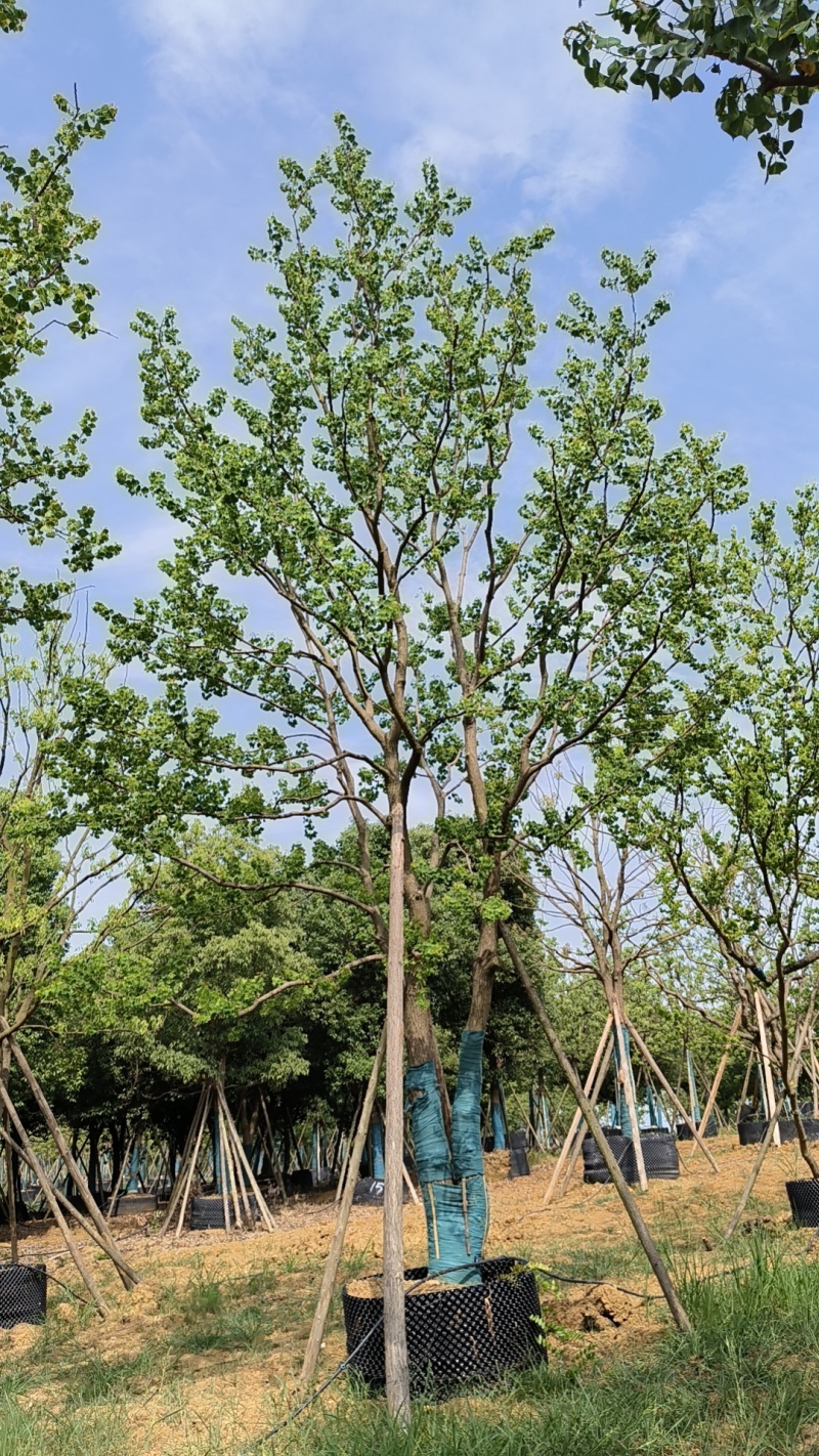 容器单杆，丛生乌桕，各种规格，各种质量，以质论价