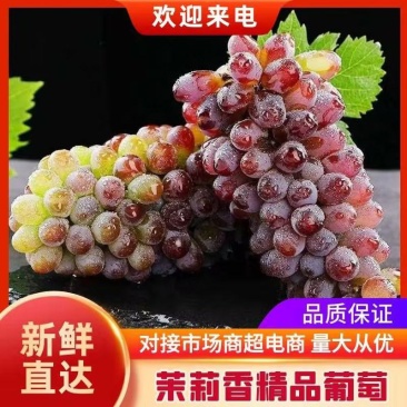 【推荐】茉莉香葡萄，大量供应产地直发一手货源全国发货