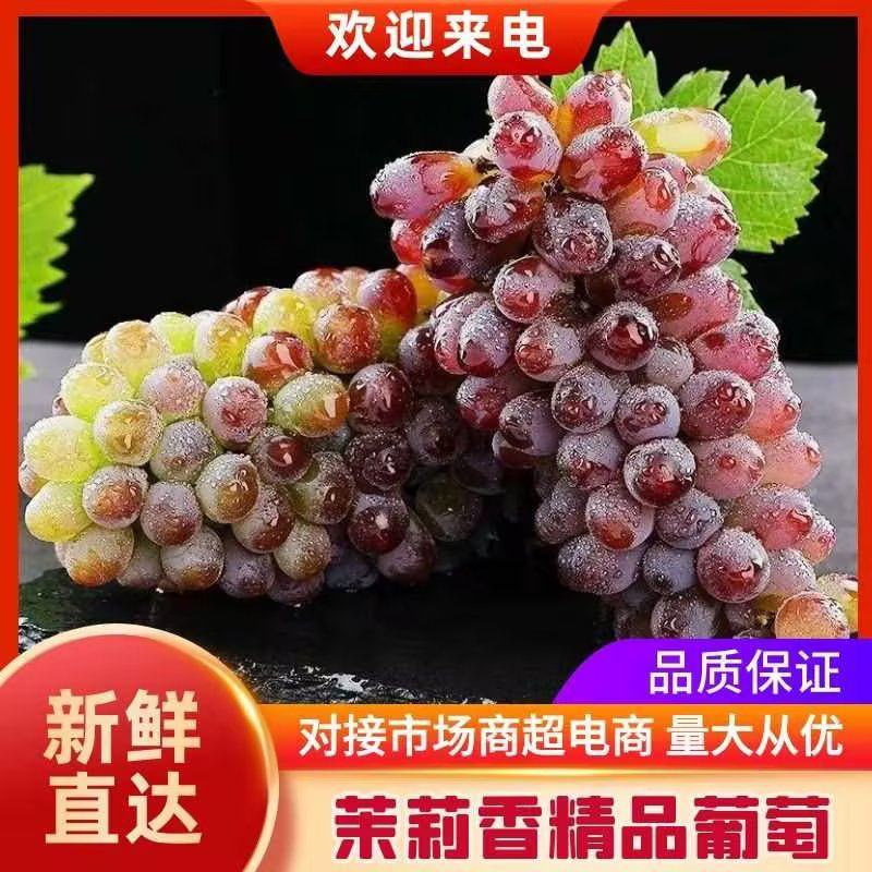 【推荐】茉莉香葡萄，大量供应产地直发一手货源全国发货