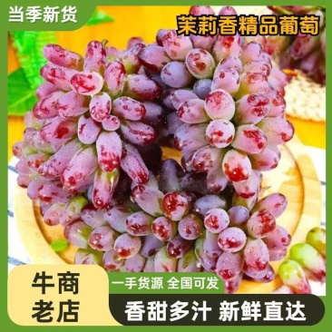 精品茉莉香葡萄产地直发一手货源保质保量