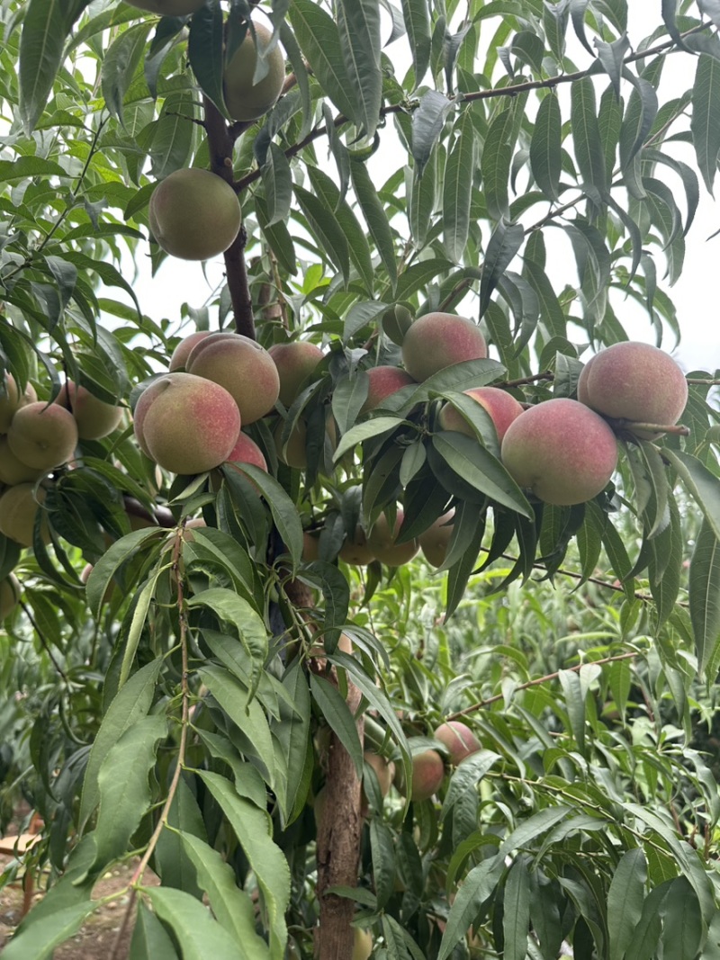 离核青州蜜桃半离核二老板冬雪蜜支持一件代发
