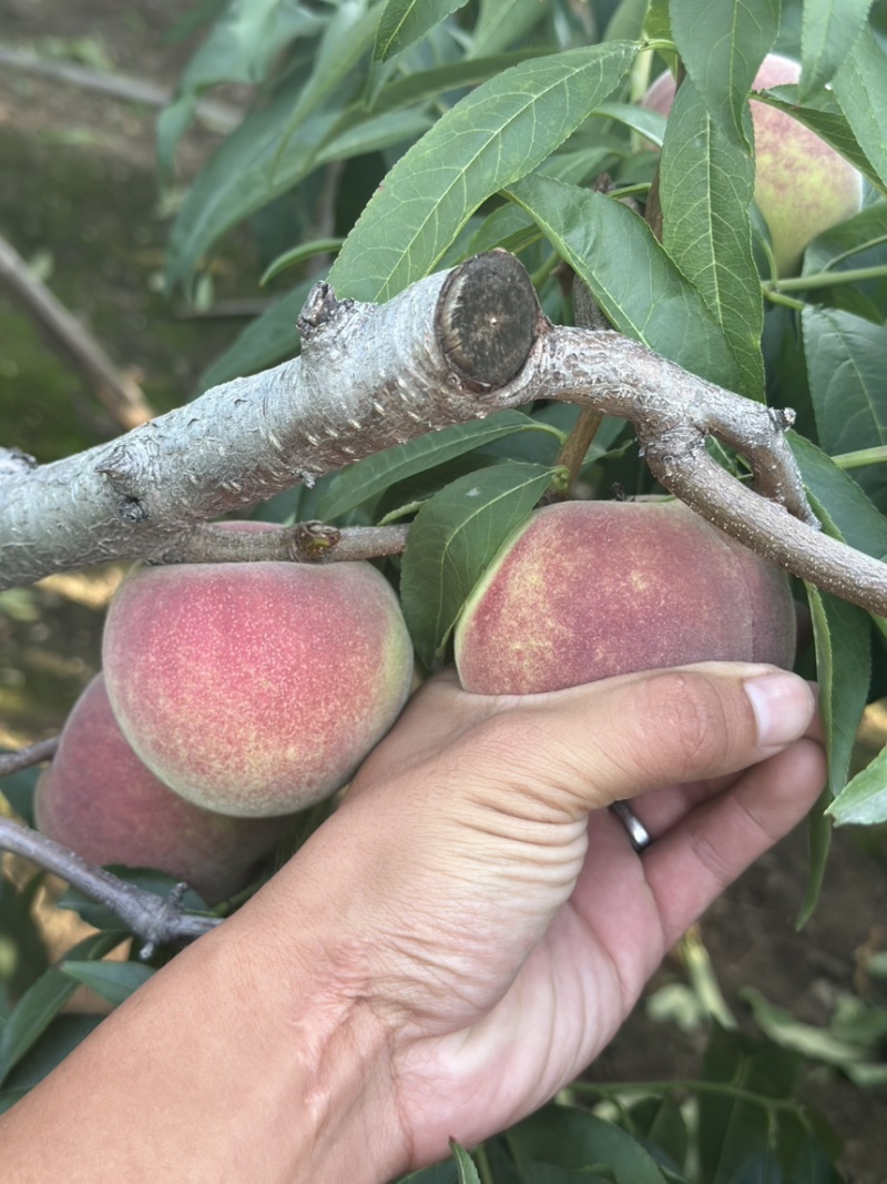离核青州蜜桃半离核二老板冬雪蜜支持一件代发
