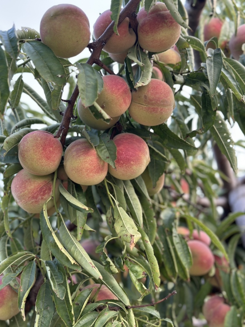 离核青州蜜桃半离核二老板冬雪蜜支持一件代发
