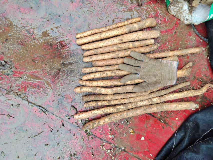 一名女性戴着透明塑料手套,正在用刨刀削一根带泥的新鲜山药,案板旁放着一碗清水和一瓶白醋,背景整洁明亮,展现安全健康的厨房环境 厨房中使用手套和工具处理山药的场景