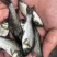 江苏鲫鱼苗基地直发可视频看货提供技术支持
