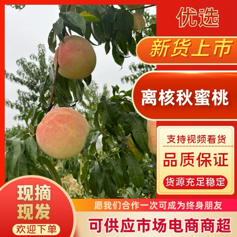 山东青州大离核蜜桃全红蜜秋彤大老板二老板大叶蜜桃