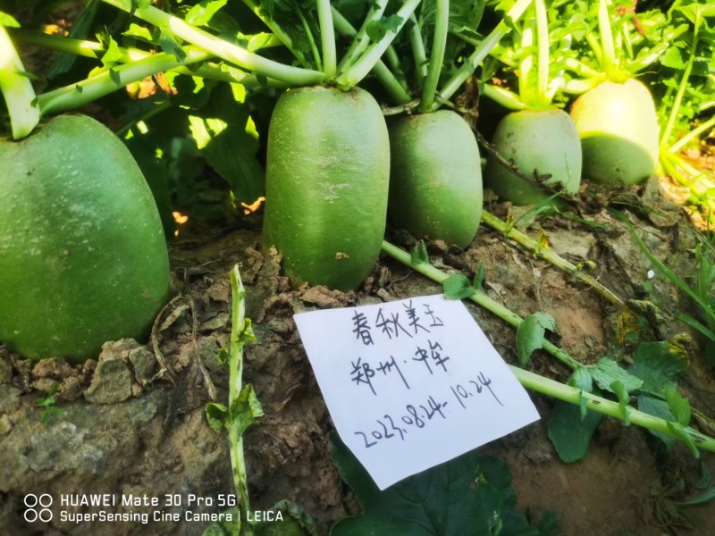 春秋美玉耐热萝卜种子10g/袋地宝豫脆3号萝卜种子