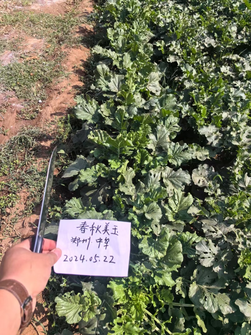 春秋美玉耐热萝卜种子10g/袋地宝豫脆3号萝卜种子