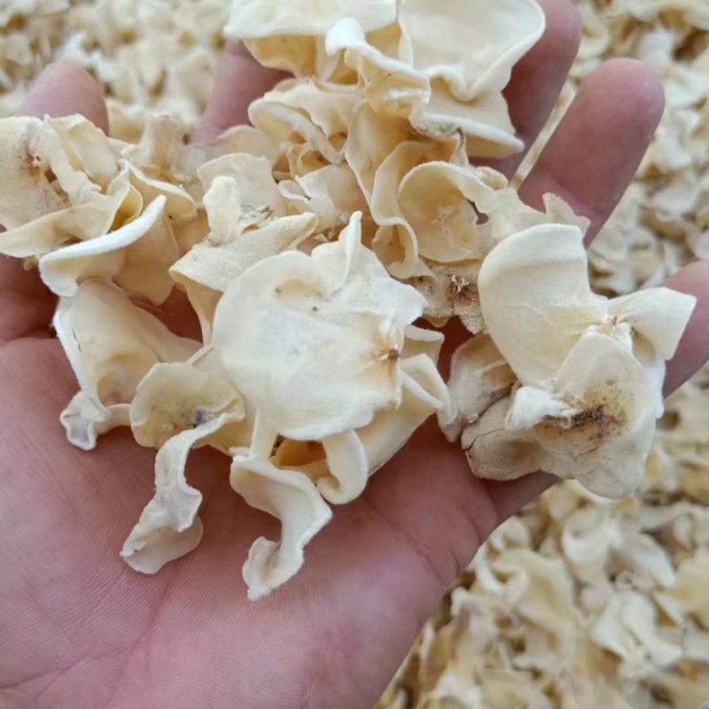 白玉木耳干货，产地直销白玉木耳，品质好的白玉木耳。
