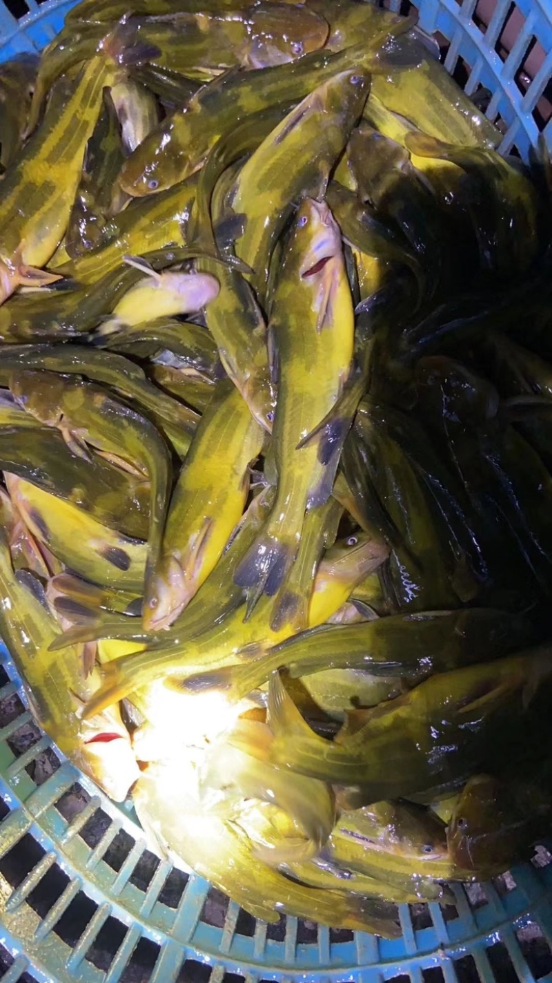 江苏黄颡鱼苗基地直发提供技术指导可视频看货