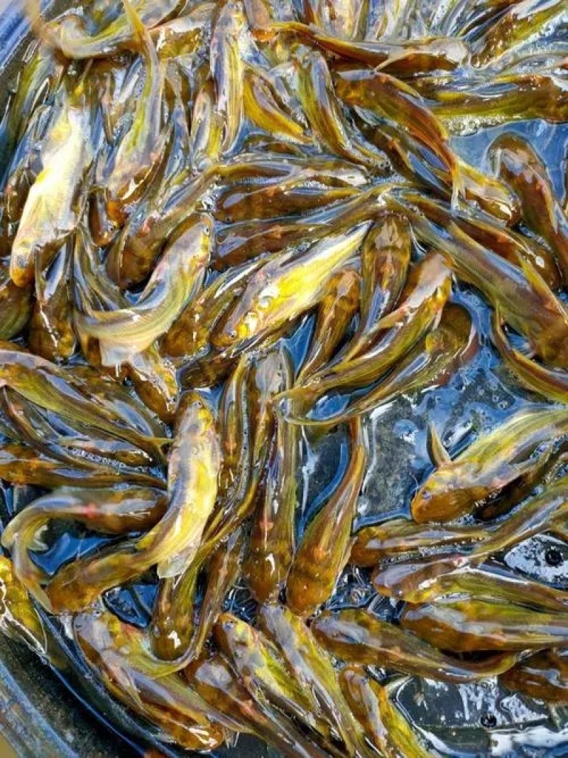 江苏黄颡鱼苗基地直发提供技术指导可视频看货