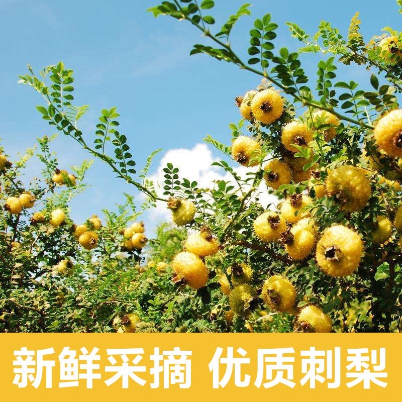 刺梨果汁正品保证清爽解腻健康伴侣厂家直发欢迎下单